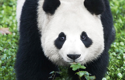 22년만에 한국에 오는 판다 썸네일