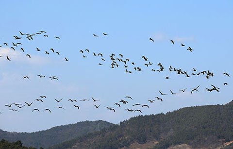 천마리 학이 나는 생태도시 순천