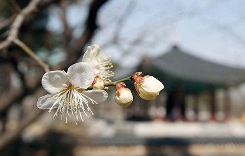 한 걸음 더 다가온 서울의 봄