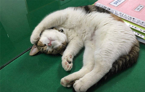 SNS에서 화제가 되고 있는 동물친구들