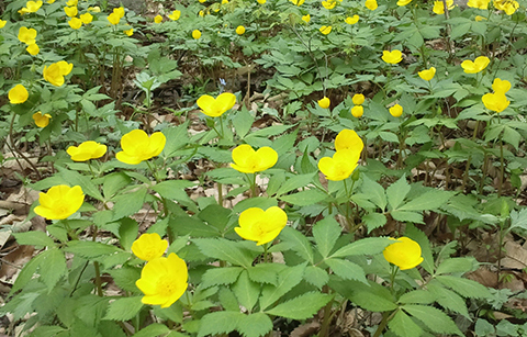 노란 야생화로 물든 국립수목원