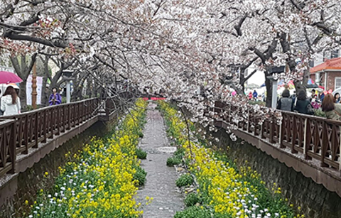 달콤한 꽃 향기 가득한 한국의 봄