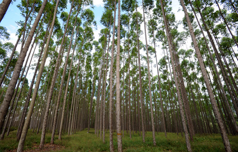 산림청, 14개국과 조림협력