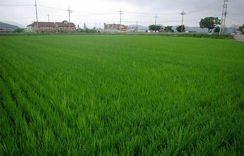만물이 점차 성장하는 시기: 소만