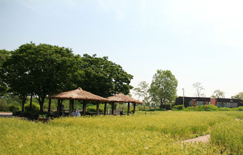 하늘공원에 찾아온 여름