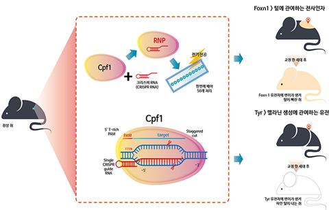 정확성 높인 유전자 가위 기술 개발