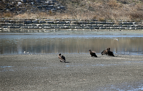순천 동천하구, '람사르 습지'로 등록