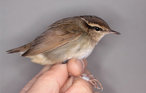 러시아ㆍ태국 철새, 태안에 오다