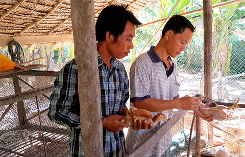 '새마을운동'으로 달라진 캄보디아 양계 농가