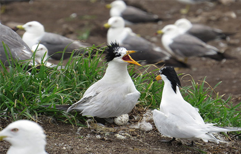 멸종위기 조류, 남해에서 다수 발견