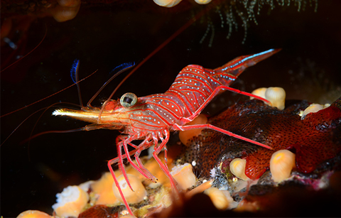 독도의 수중세계를 보다