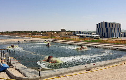 한국 기술로 사하라 사막에서 새우 5톤 수확