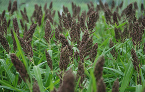 잡곡 식용피, 당뇨 억제•염증 완화 효과 입증