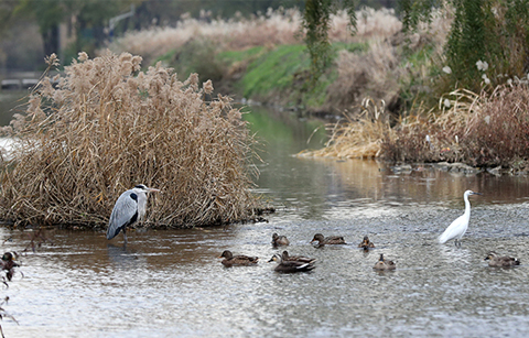 	복원 20년, 옛 이름의 의미를 찾은 ‘양재천’