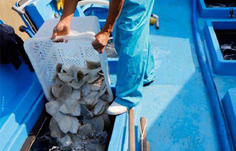 	한국 기술로 만든 넙치 '터봇', 중국 첫 수출