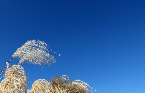 하늘공원의 억새