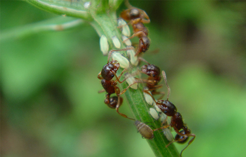 지구온난화로 개미가 높은 산으로 올라간다