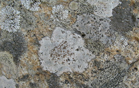 	산림생물표본관에서 만나는 ‘지의류 표본 1만7천여점’