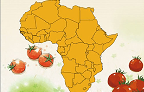 	아프리카에 한국의 토마토수확 후 관리기술 안내서 발간