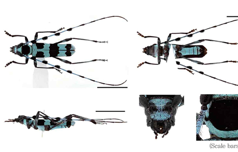 	'하늘소' 2백종에 대한 전자도감 발간