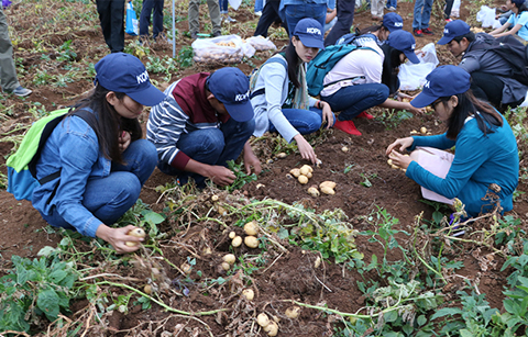 한국 농업기술로 캄보디아에서 감자 대량재배 성공