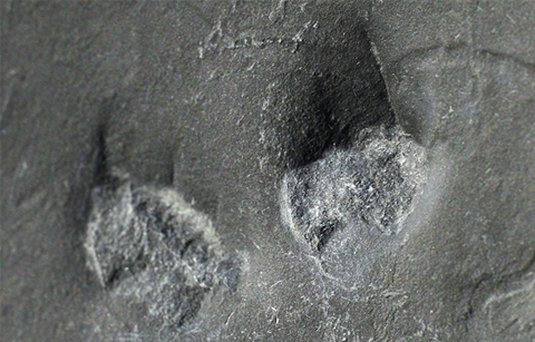 1억년 전 한반도 뛰어다닌 소동물 발자국 발견