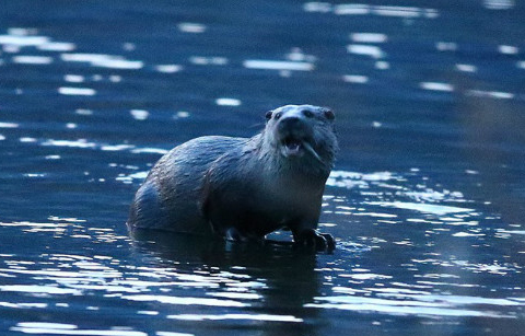	저녁식사하는 수달