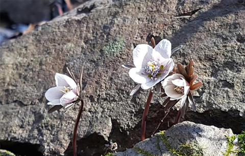 국립공원에서 전하는 봄꽃 소식