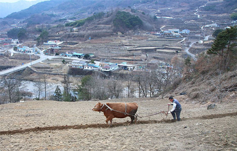 	함양 봄농사 준비하는 쟁기질