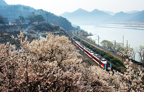 원동매화축제에서 봄 기운 만끽하세요