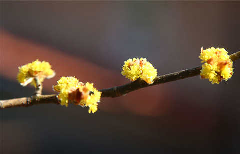 	봄기운 품은 생강꽃