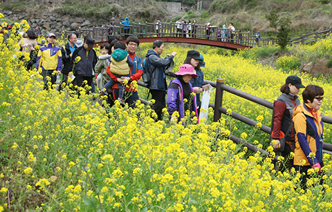 	유채꽃밭 걸으며 봄 내음 맡으세요