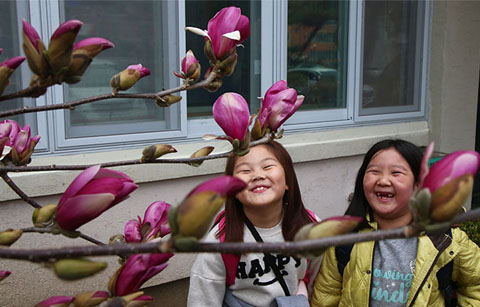 수줍게 핀 자목련