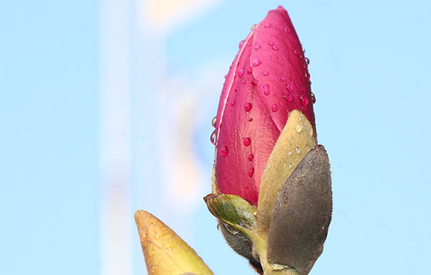 	봄비 머금은 자목련