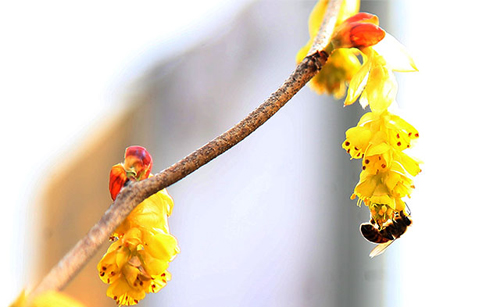 	노란 꿀 따는 꿀벌