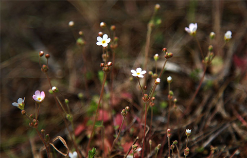 	봄맞이하는 봄맞이꽃