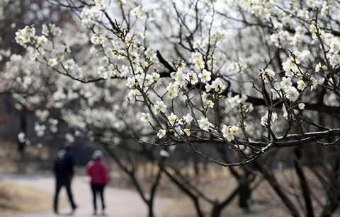 	봄햇살에 화답한 봄꽃