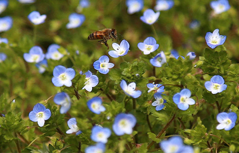 	봄 내음에 바쁜 꿀벌