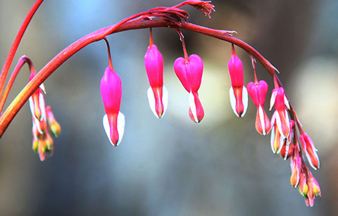 봄햇볕 머금은 금낭화