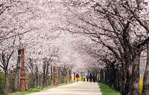 서울 영등포구에 있는 안양천은 4월 중 만개한 벚꽃으로 봄 나들이객을 맞이한다.