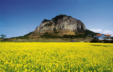 	꽃 향기도 많은 ‘삼다도의 봄’