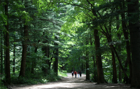 푸르게 물든 국립공원에서 즐기는 ‘봄’