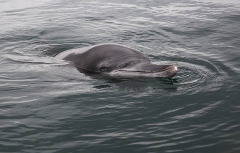 제주바다로 돌아간 ‘남방큰돌고래’