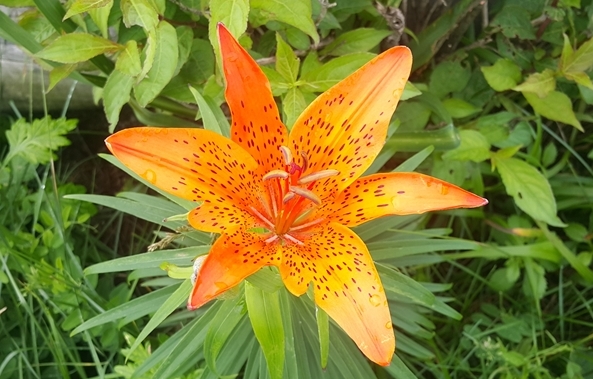 지리산에 만개한 '여름 야생화'