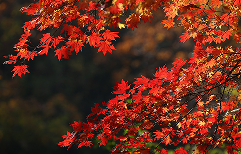 2017 가을 단풍 언제, 어디?