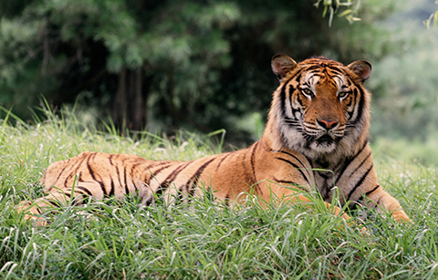 주요 국제경기 마스코트와 투표에서 입증된 한국의 호랑이 사랑