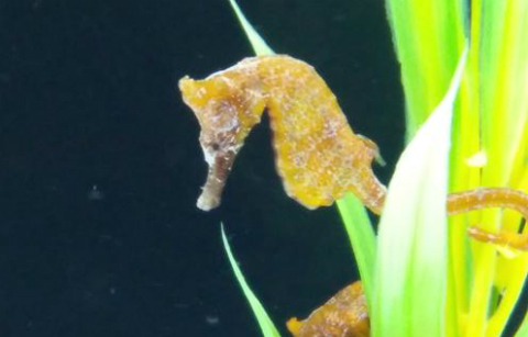 해마 신종 후보종 ‘소안해마(가칭)’ 인공증식 성공