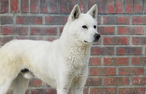 한국 토종개, 외국 품종과 비교해 더 야생적