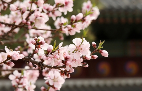 올해 벚꽃 언제 피나