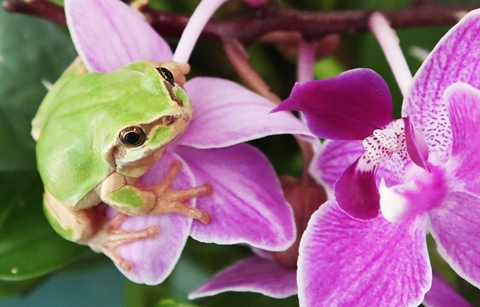 경칩, 완연한 봄의 시작